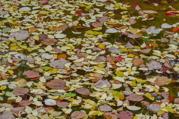 小川に落ちた大量の落ち葉たち