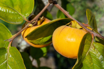 Ripe orange persimmon fruit on a branch with green leaves