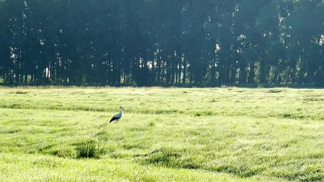 Stork looking for food on a meadow in northern Germany