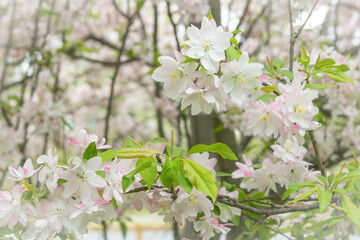 White Apple Blossoms