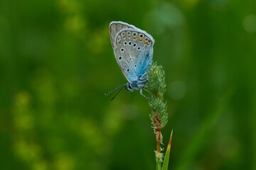 Vogelwicken-Bläuling (Polyommatus amandus) Männchen	