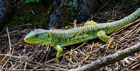 Ocellated lizard, Timon lepidus iat the Cies Islands, Galicia, Spain