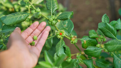 Withania somnifera plant known as Ashwagandha. Fruit Berry with ashwagandha leaves, Indian ginseng herbs, poisonous gooseberry, or winter cherry. Benefits for weight, stress and healthcare