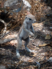 Cape ground squirrel