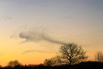 Beautiful large flock of starlings. A flock of starlings birds fly in the Netherlands. Starling murmurations. Gelderland in the Netherlands.
