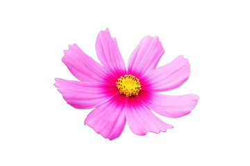Close up, Single cosmos flower violet color flower blossom blooming isolated on white background for stock photo, houseplant, spring floral