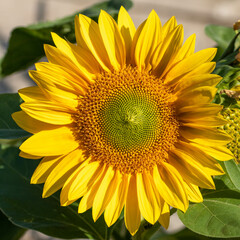 close up of a bright yellow flower of the sunflower