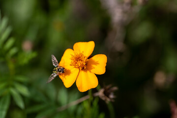 migrant hover fly resting on bright orange marigold flower with blurred green background