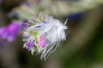 pretty white bird feather on pretty blue and pink flowers of Viper's Bugloss Echium Vulgare with a blurred background