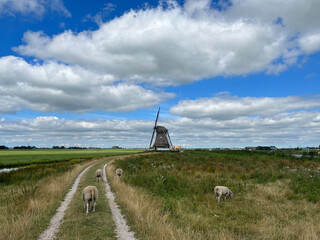Sheeps next to Windmill around Vegelinsoord