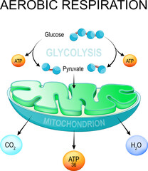aerobic respiration. Glycolysis and ATP Synthesis in mitochondria.