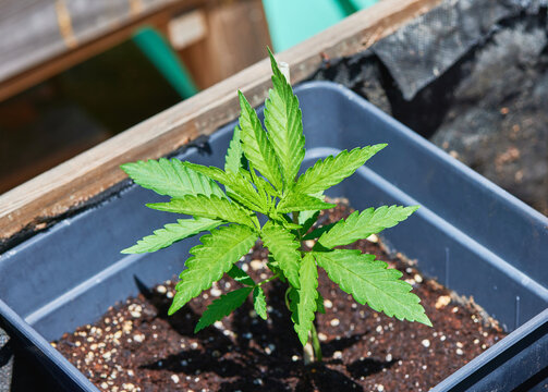 Cloned by cutting feminized cannabis sativa plants growing outdoors. First stage of growth after transplanting.