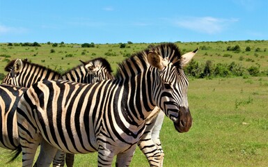 Zebra's in the wild