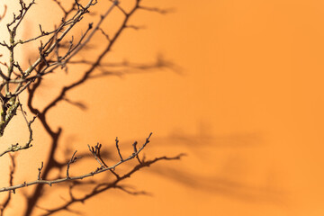 Fototapeta na wymiar Minimal nature scene with dry branch on orange backdrop with hard light. Background for product branding, presentation, your text or design. Copy space.