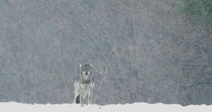 Grey wolf, Canis lupus, in a snowstorm. Wild wolf in winter, blizzard, freezing weather. Polish-Ukrainian border. 