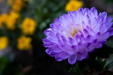 紫に輝く美しいアスターの花