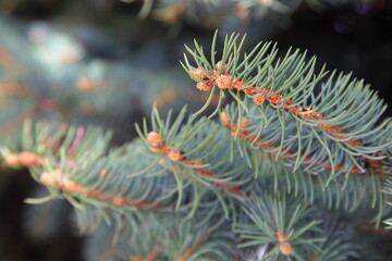 Naklejka na ściany i meble Branches with needles of blue spruce in the park close-up.
