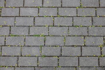 The sidewalk gray tiles are strewn with seeds of park trees. A pattern of paving slabs, top view.
