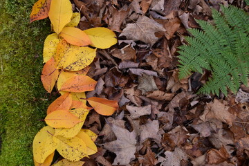 Autumn foliage, Sainte-Apolline, Québec, Canada