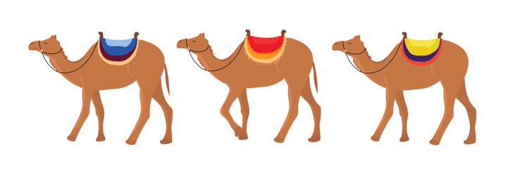 Set of camels. Camels are going in line. Vector illustration.
