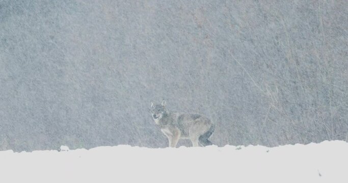Grey wolf, Canis lupus, in a snowstorm. Wild wolf in winter, blizzard, freezing weather. Polish-Ukrainian border. 