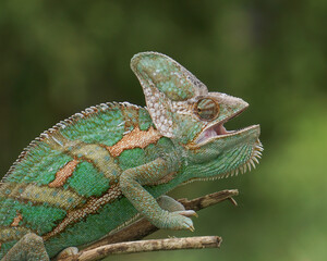 chameleon on a branch
