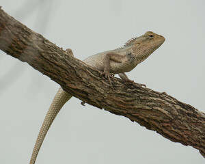 lizard on a tree