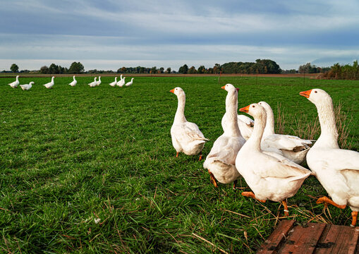 G&auml;nsehaltung - stolze Hausg&auml;nse watscheln auf einer Wiese.