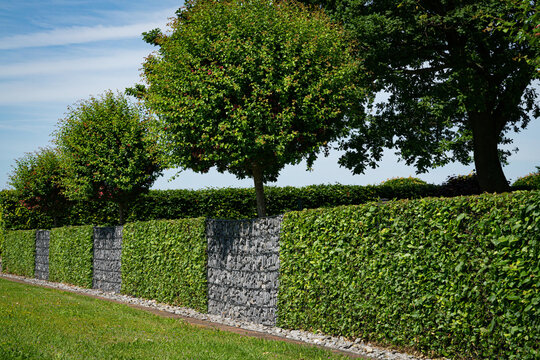 Heinbuchenhecke mit Gabionen als Gartenabgrenzung.