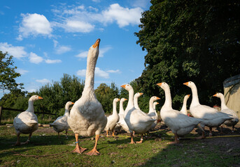 Gänsehaltung - stolze Hausgänse watscheln auf einer Wiese.