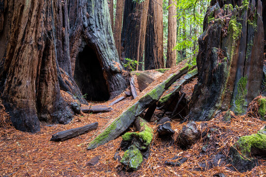 Redwoods on a cloudy day in Northern California. High quality photo