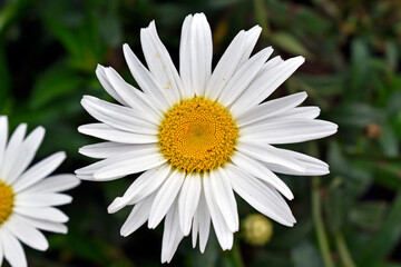 Obraz premium Daisy (Leucanthemum vulgare) on garden In Teresopolis, Rio de Janeiro, Brazil