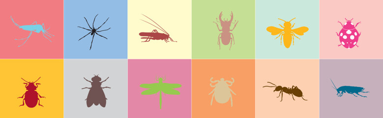 Collection of insect.