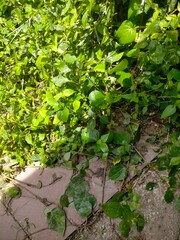 green leaves on the wall