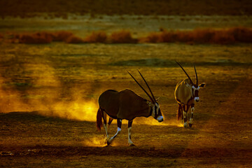 Two South African Oryx in waterhole at sunset in Kgalagadi transfrontier park, South Africa; specie...