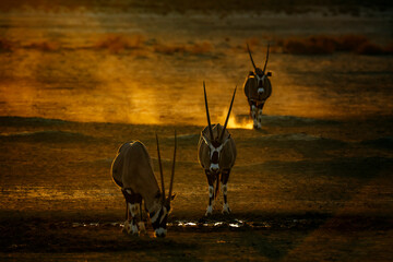 Three South African Oryx in waterhole at sunset in Kgalagadi transfrontier park, South Africa; specie Oryx gazella family of Bovidae
