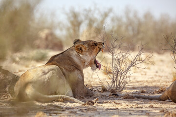 African lioness lying down and yawning in Kgalagadi transfrontier park, South Africa; Specie panthera leo family of felidae