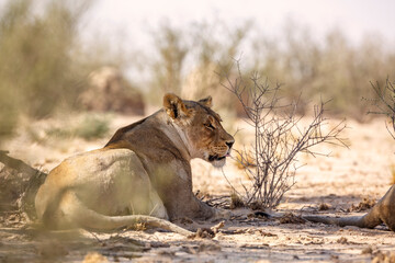 African lioness lying down rear view in Kgalagadi transfrontier park, South Africa; Specie panthera...