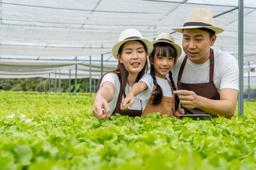 Asian family father, mother and daughter picking vegetables. Happy inspecting your own hydroponic vegetable garden.