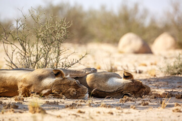 Two African lioness resting in dry land in Kgalagadi transfrontier park, South Africa; Specie panthera leo family of felidae