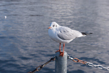 Möwe auf einem Poller am Zürichsee