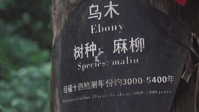 Closeup footage of a black banner in Chinese attached to a wooden tree trunk