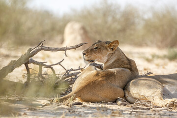 Two African lioness resting in dry land in Kgalagadi transfrontier park, South Africa; Specie panthera leo family of felidae