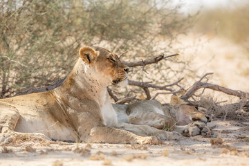 Fototapeta premium Two African lioness resting in dry land in Kgalagadi transfrontier park, South Africa; Specie panthera leo family of felidae