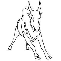Kangayam Bull – Jallikattu Bull