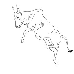 Kangayam Bull – Jallikattu Bull