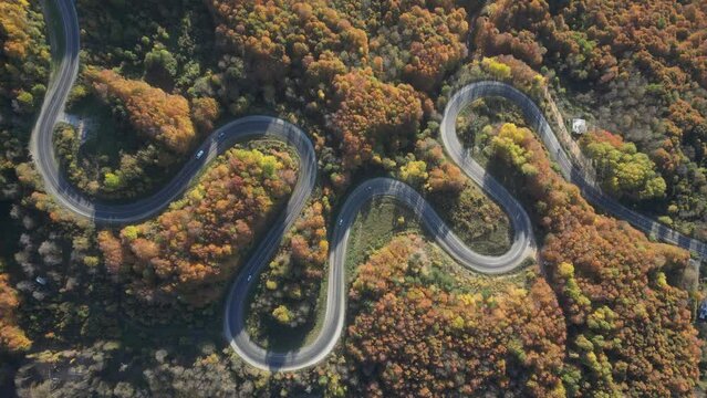 Aerial view of road amidst trees during autumn
