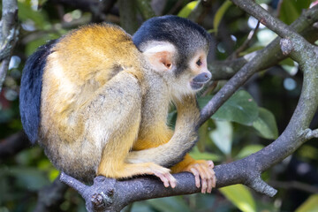 Naklejka na ściany i meble Side wiev of the squirrel monkey sitting on the branch with its tail wrapped around itself.