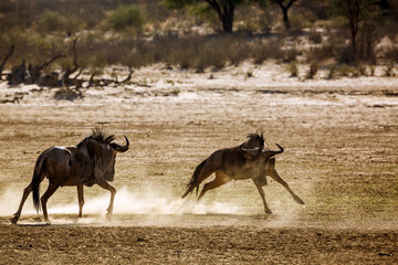 Naklejka na ściany i meble Two Blue wildebeest running in fight in sand dry land in Kgalagadi transfrontier park, South Africa ; Specie Connochaetes taurinus family of Bovidae
