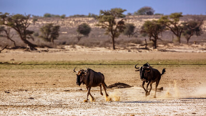 Fototapeta na wymiar Two Blue wildebeest running pursuit in Kgalagadi transfrontier park, South Africa ; Specie Connochaetes taurinus family of Bovidae